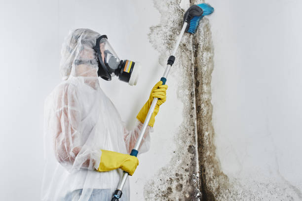 Best Mold Remediation Services  in Liberty, UT