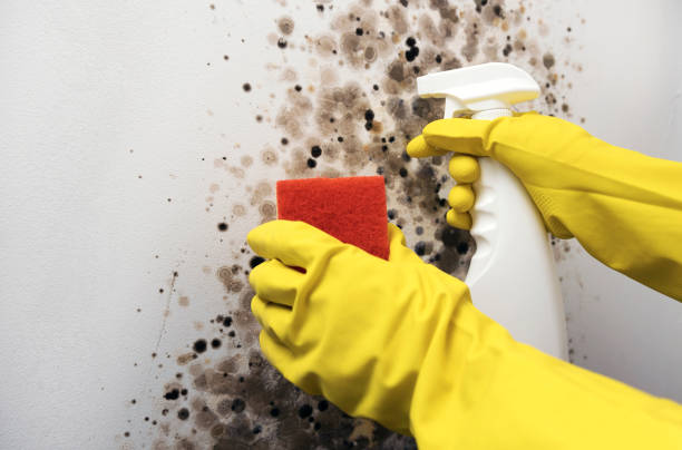 Best Best Mold Removal Companies  in Liberty, UT