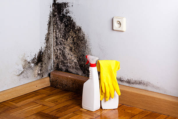 Best Residential Mold Removal  in Liberty, UT