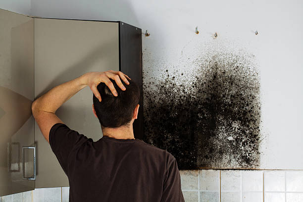 Best Mold Remediation  in Liberty, UT