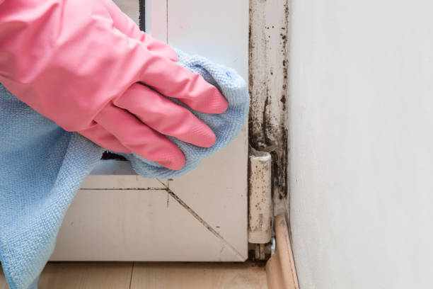 Best Commercial Mold Removal  in Liberty, UT
