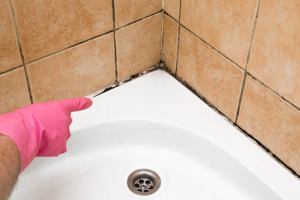 Best Fast Mold Removal  in Liberty, UT
